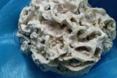 coral-cadiz